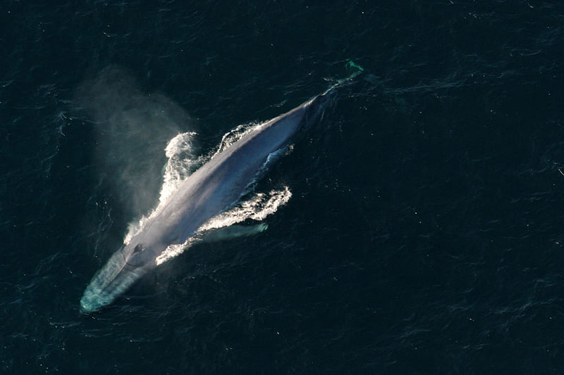 A blue whale surfaces to breathe in an undated picture from the US National Oceanic and Atmospheric Administration.