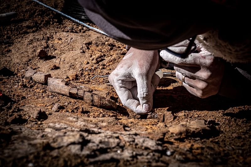 Handout picture released on January 11, 2023 by the Chilean Antarctic Institute (INACH) showing a scientist arranging fossil remains found in the Cerro Guido, in the Las Chinas river valley in February 2020