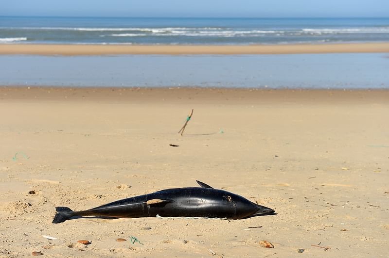 In this file photo taken on 22 March, 2019 a dead dolphin lies on a beach of the Atlantic Ocean near Lacanau, southwestern France