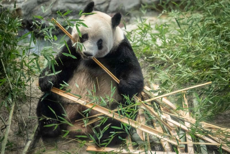 Female giant panda Xiang Xiang eats bamboo ahead of her return to China, at Ueno Zoological Park in Tokyo on 19 February, 2023