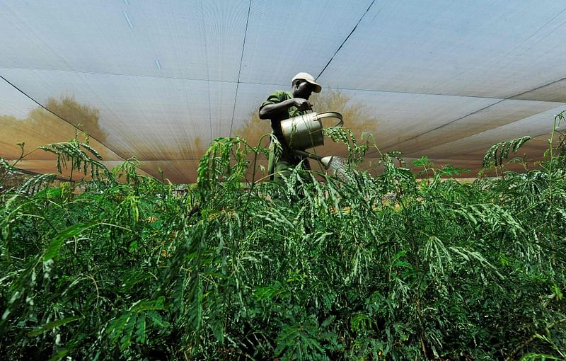 This file photo taken on 11 February, 2011 shows a man watering tree seedlings bought from communities surrounding Maungu, a village some 304 kilometres (189 miles) southeast of Kenyan capital, Nairobi. Planting trees or protecting or even developing a tropical forest: companies are ready to do anything to offset their CO2 emissions and claim to be "carbon neutral".