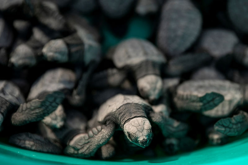 Baby olive ridley sea turtles are gathered in a basin minutes after being born at CURMA's hatchery in San Juan, La Union, Philippines, January 12, 2023