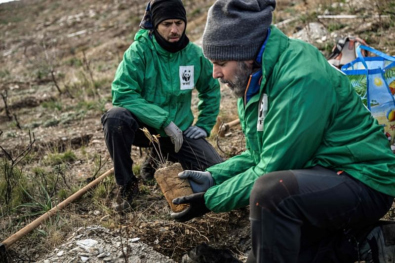 WWF's forester Nikos Georgiadis plants a shrub in a burnt area, revived in an experiment by private and state foresters, in a national park, in the hills above Agios Konstantinos, a village nearly 5km (3.1 miles) from the port town of Lavrio, south of Athens on 1 February, 2023