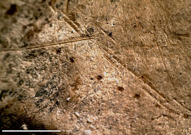 In this undated image released by the Monrepos archaeological research centre and a museum of human behavioural evolution in Neuwied, Germany, shows cut marks on a foot bone of an elephant made by stone tools during disarticulation of the foot Neanderthals may have lived in larger groups than previously believed