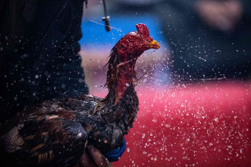 A rooster is sprayed with water during a cockfight at a popular cafe in Iraq's southern city of Basra, on 24 February, 2023