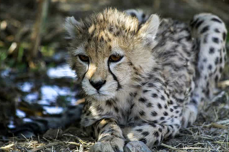 This handout picture provided by Iran's Department of Environment on 27 February, 2023 shows the Asiatic cheetah "Pirouz" at a habitat in Tehran