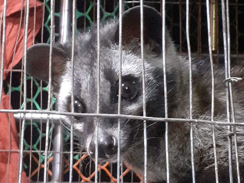 A rare large Indian Civet was caught from a building at Boalkhali in Chattogram district on Saturday night