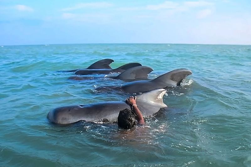 A Sri Lankan fisherman tries to push back stranded pilot whales into the deep water in the northwestern coast of Kudawa on 11 February, 2023