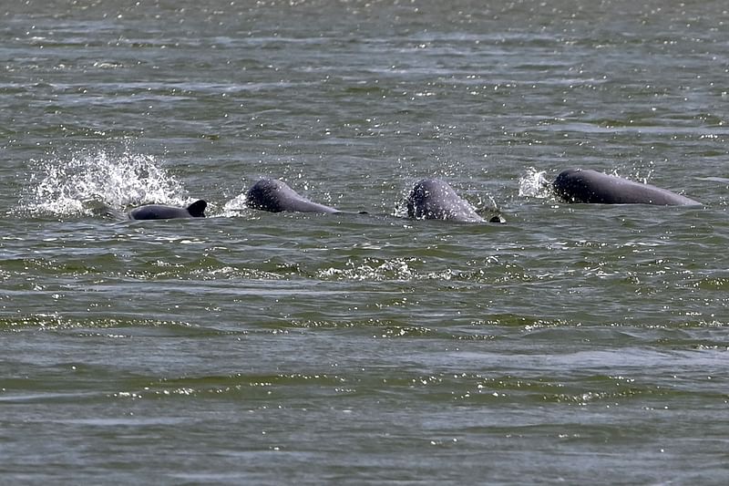 This photo taken on 16 February, 2023 shows freshwater dolphins swimming in the Mekong River in Cambodia's Kratie province