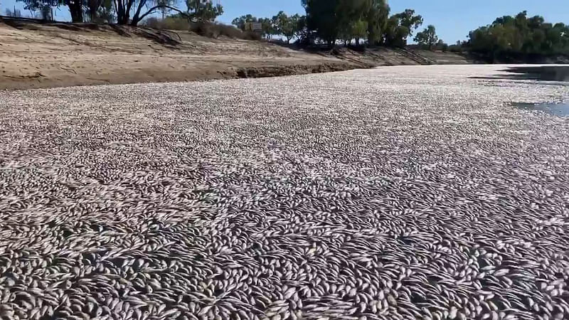 This image grab from a video taken on 17 March, 2023 courtesy of Graeme McCrabb shows dead fish clogging a river near the town of Menindee in New South Wales. Millions of dead and rotting fish have clogged a vast stretch of river near a remote town in the Australian Outback as a searing heatwave sweeps through the region.