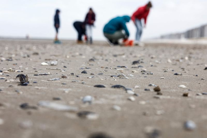 A photograph taken on 25 March, 2023, shows shells, with collecting volunteers in the background, on a beach as part of a survey and counting operation organised by the Flemish Institute of the Sea (VLIZ) in Middelkerke