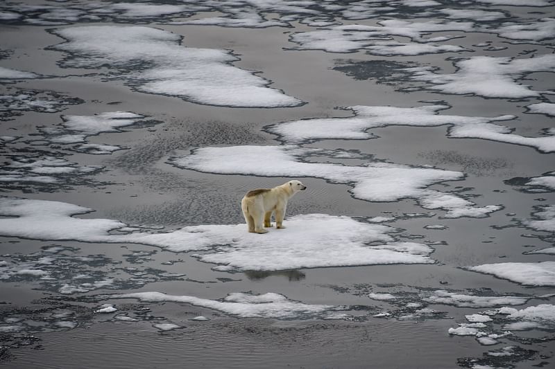 In this file photo taken on 17 August, 2021 A polar bear is seen on ice floes in the British Channel in the Franz Josef Land archipelago on 16 August, 2021.