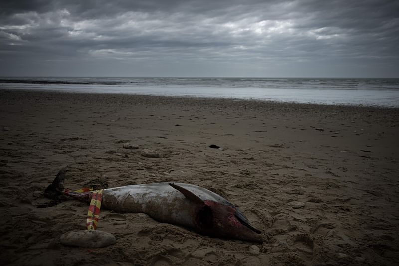 A dead dolphin lies on the beach of Le Bois-Plage-en-Re, on Île de Ré , southwestern France on 13 March, 2023. Dozens of dolphin carcasses have been found on the beaches of the French Atlantic coast since Saturday which environmental defense associations attribute to weather conditions and fishing pressure.