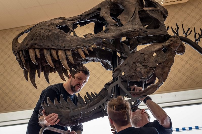 In this photograph taken on 28 March, 2023 in Zurich, project manager Nils Knoetschke (L) takes part in the installation of 'Trinity' a Tyrannosaurus-Rex skeleton dating back 67-million years which will be auctioned in Switzerland on 18 April, 2023, marking the first such sale in Europe.