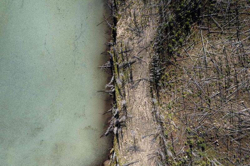 In this file photo taken on September 09, 2022 A general view shows fire damaged trees near Saskatchewan river crossing between the Banff and Jasper national parks, in Alberta, on 9 September, 2022