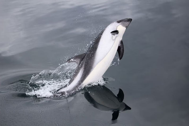 An austral dolphin jumps out of the water at the shore of Tranqui island in Queilen area, Chiloe, Chile in this undated handout photo obtained by Reuters on 19 April, 2023.