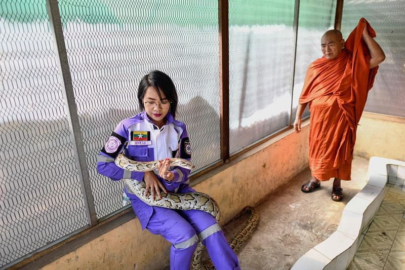 This photo taken on January 12, 2023 shows snake catcher Shwe Lei with a snake at the Buddhist monastery in Mingalardon Township in Yangon