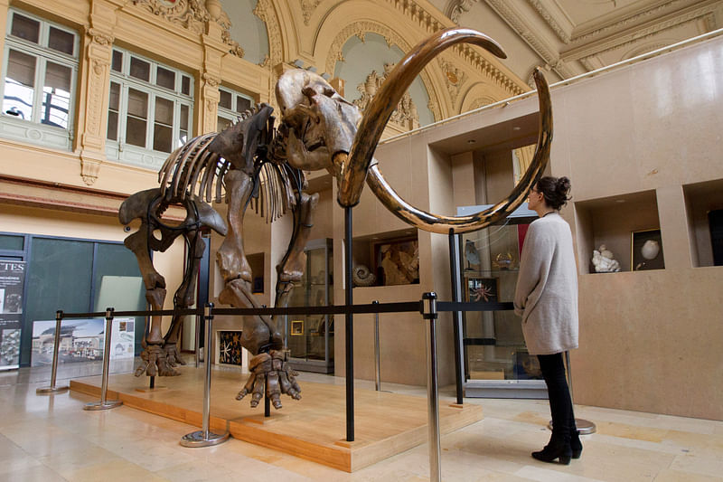 A visitor looks at a complete mammoth skeleton that is displayed before its auction by Aguttes auction house in Lyon, France, 17 November, 2017.