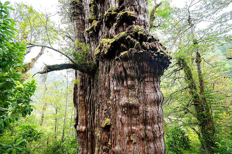 What is thought to be the world’s oldest tree stands in the Alerce Costero National Park in Chile on 10 April.