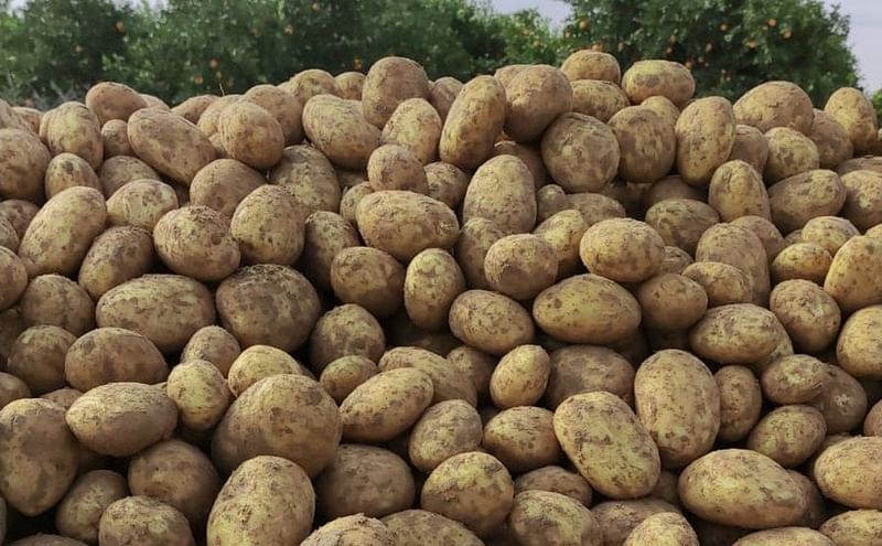 Photo shows a pile of potatoes.