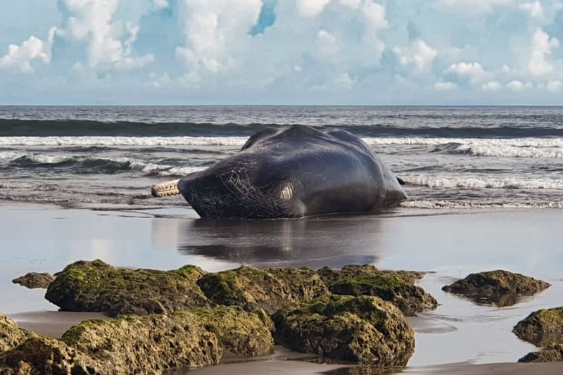 This handout picture taken on 8 April, 2023 by The Regional Office for Marine and Coastal Resources Management Denpasar, and released through the courtesy of the Indonesian Ministry of Marine Affairs and Fisheries, shows a dead whale stranded on a beach in Jembrana, in Indoensia's resort island of Bali