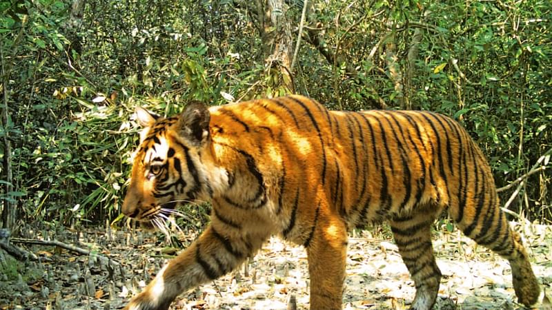 This handout photo taken on 11 April 2018 and released by the Bangladesh Forest Department shows a Bengal tiger walking through the forest in Sarankhola, in the southwestern Bagerhat district. The number of wild tigers in Bangladesh`s Sundarbans area has increased for the first time in 15 years after a major crackdown against poachers in the world`s largest mangrove forest, officials said on 22 May 2019.