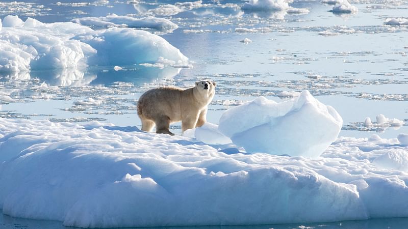 A southeast Greenland polar bear on glacier, or freshwater, ice is seen in this handout photograph taken in September 2016.