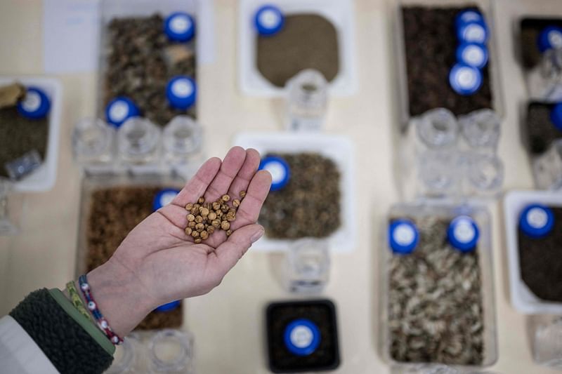 A scientist holds seeds similar to ones stored in the Kew Millennium Seed Bank in Wakehurst, south of London, on 25 April, 2023.