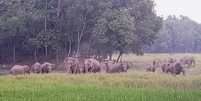 A herd of wild elephants in a paddy field in Nalitabari, Sherpur