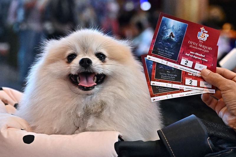 A pet dog and owner waits to see a screening of Disney’s “The Little Mermaid” on the opening day of the pet-friendly i-Tail Pet Cinema opening at a Major Cineplex, inside Mega Bangna shopping mall in Samut Prakan on 10 June, 2023.