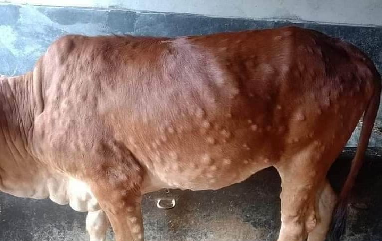 A cow suffering from lumpy skin disease