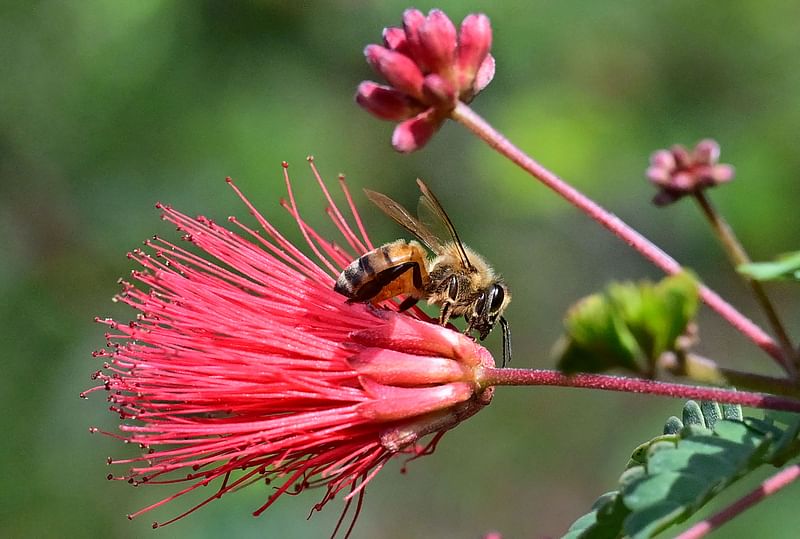 A bee feeds on the nectar and pollen of a scarlet powder-puff wildflower at Eaton Canyon in Pasadena, California, on 3 June, 2023