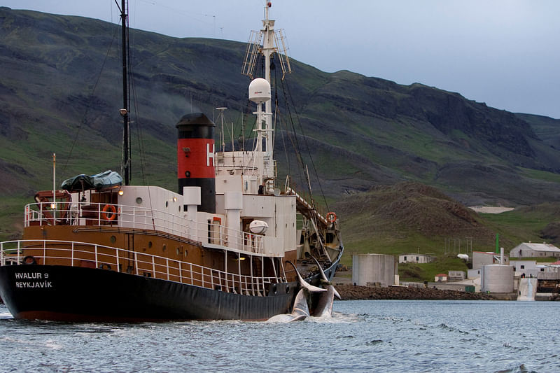 A whaling ship brings two Fin whales to base in Hvalfjordur, Iceland June 19, 2009