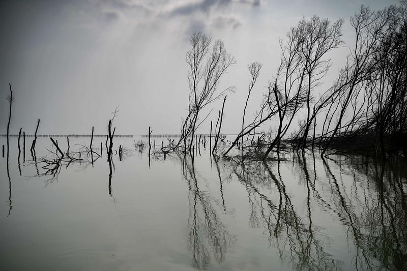 Dead trees are seen on land that is currently inundated by sea water due to rising sea levels, on the coast of Demak, in central Java, on 20 June, 2023