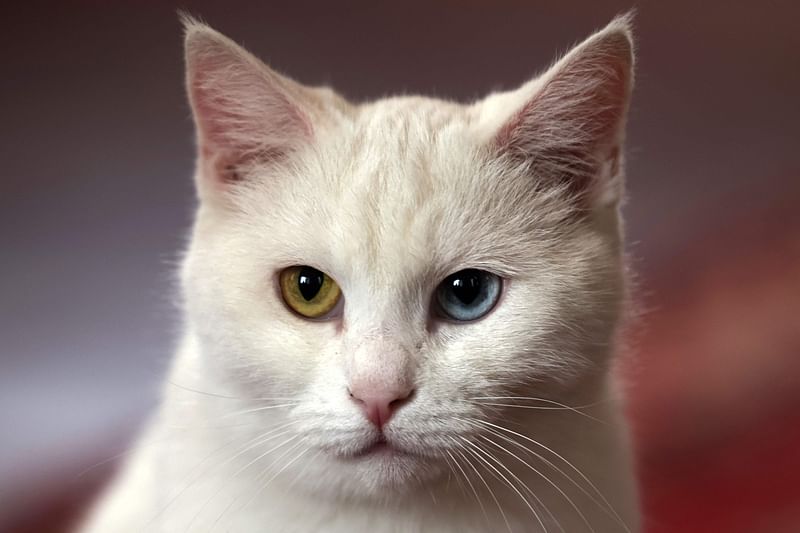 A cat sits at the "meowseum", a privately funded cat museum and cafe where some 30 friendly felines roam freely throughout the exhibition space, in Tehran, on 30 May, 2023.