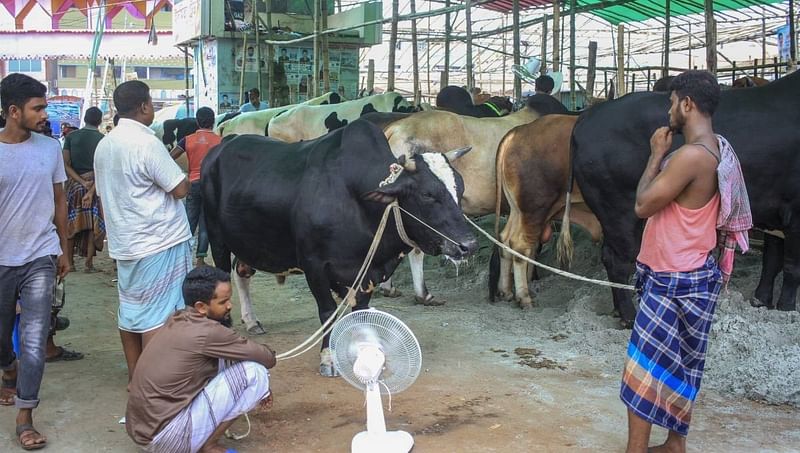 Over 10m cattle sacrificed on Eid-ul-Azha this year