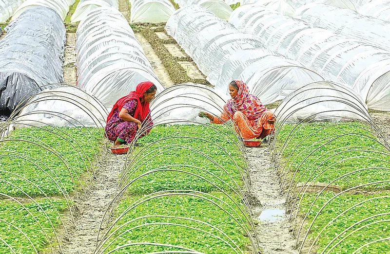 Parul Begum and Shelly Bibi are weeding a chilli filed at Shahnagar village in Shahjahanpur upazil;a of Bogura on Thursday.