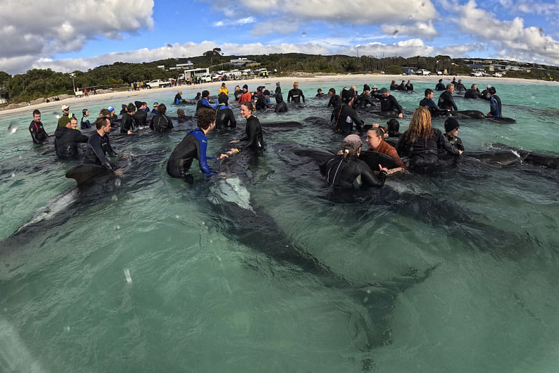 Survivors of pilot whale pod that beached on the Australian coast are euthanized after rescue fails