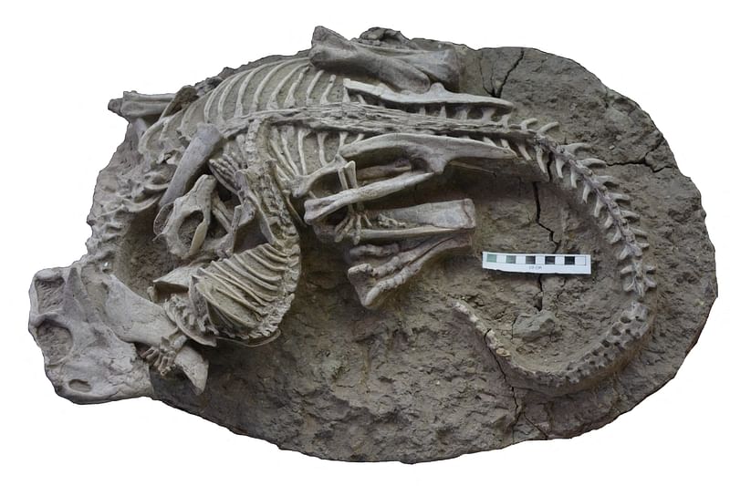 A handout photo released by the Canadian Museum of Nature on 18 July, 2023, shows a fossil of entangled Psittacosaurus (dinosaur) and Repenomamus (mammal) skeletons