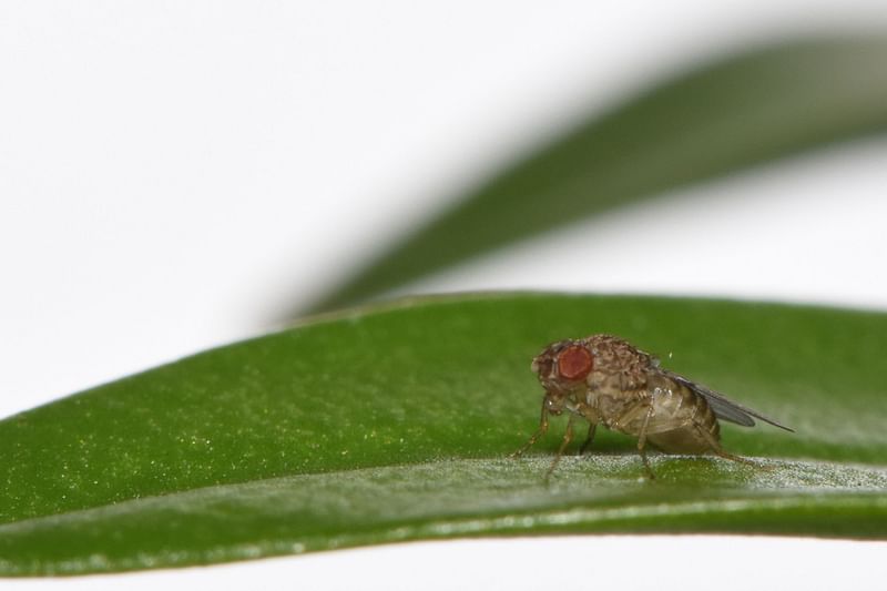 This undated handout photograph released on 28 July, 2023 shows a fruit fly that is the offspring of a virgin birth, after scientists genetically engineered insects to be able to achieve the rare feat.