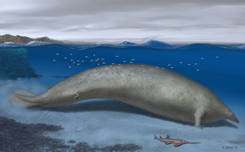 A handout image made available by Nature Publishing Group on August 1, 2023, shows an artist’s illustration of Perucetus colossus, an ancient whale discovered in Peru that scientists think could be the heaviest animal to have ever lived