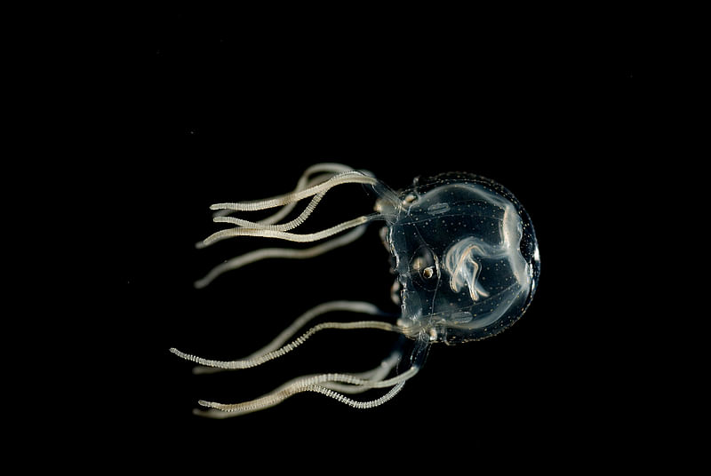 This photograph released on 20 September, 2023, shows a swimming Caribbean box jellyfish, or Tripedalia cystophora, in a laboratory of Kiel University, northern Germany