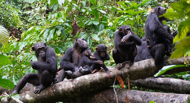 A group of chimpanzees listen to other chimpanzees heard at a distance in the West African forests of Cote d'Ivoire, studied as part of research by the Tai Chimpanzee Project, in this undated handout photograph