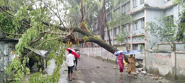 Communication disrupted as a tree is uprooted due to the cyclone in front of Government Mohila College in Jhalakhati.