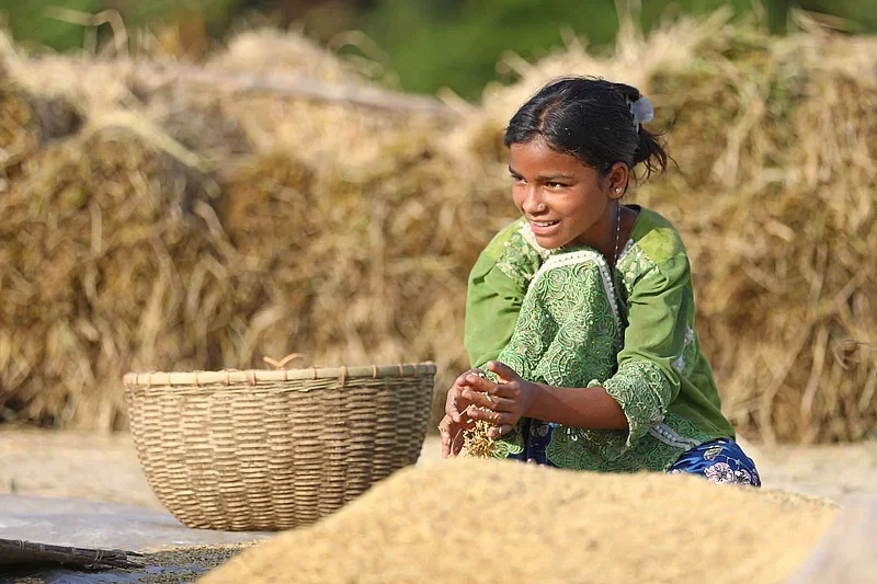 A girl fills a basket with winnowed rice to take it home in Khagail of Companiganj upazila in Sylhet