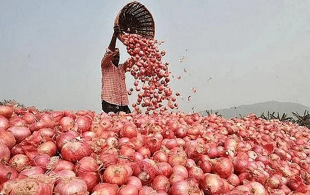 A man sorts imported onions