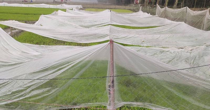 Farmers are advised to cover their seed beds with transparent polythene to protect the bed from heavy fog