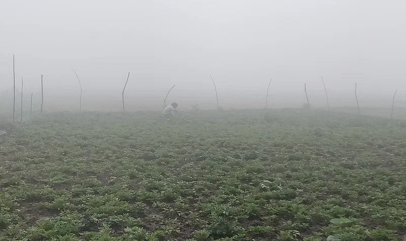 A man works at a vegetable field despite dense fog and intense cold weather in Nikli, Kishoreganj, on 12 January in 2024