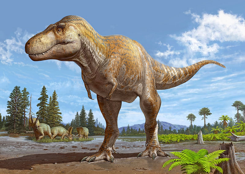 An artist's reconstruction of the newly identified dinosaur species Tyrannosaurus mcraeensis, based on a partial skull fossil collected in New Mexico, US.