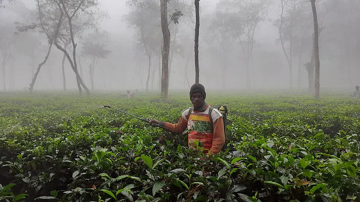 A tea worker is working amidst dense fog in a tea garden of Srimangal of Moulvibazar